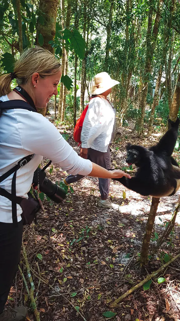Indri Indri im Palmarium Akanin´ny Nofy Reservat
