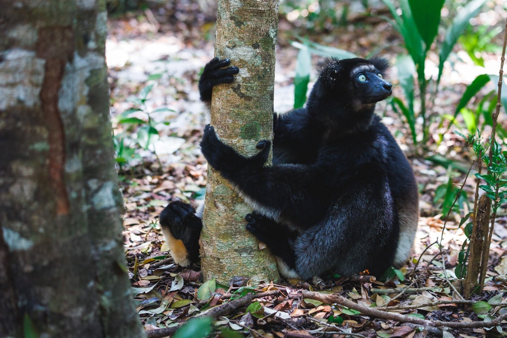 Indri-Indri-auf-dem-Boden-Madagaskar