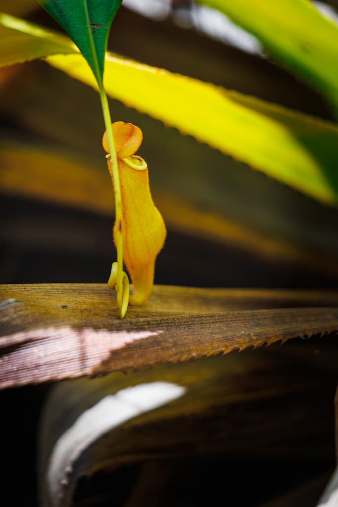 Kannenpflanze-gelb-Madagaskar