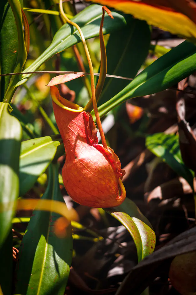 Kannenpflanze-rot-Madagaskar
