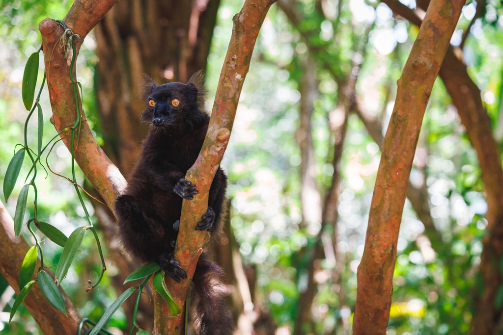 Mohrenmaki-Männchen-Palmarium-Reservat-Madagaskar