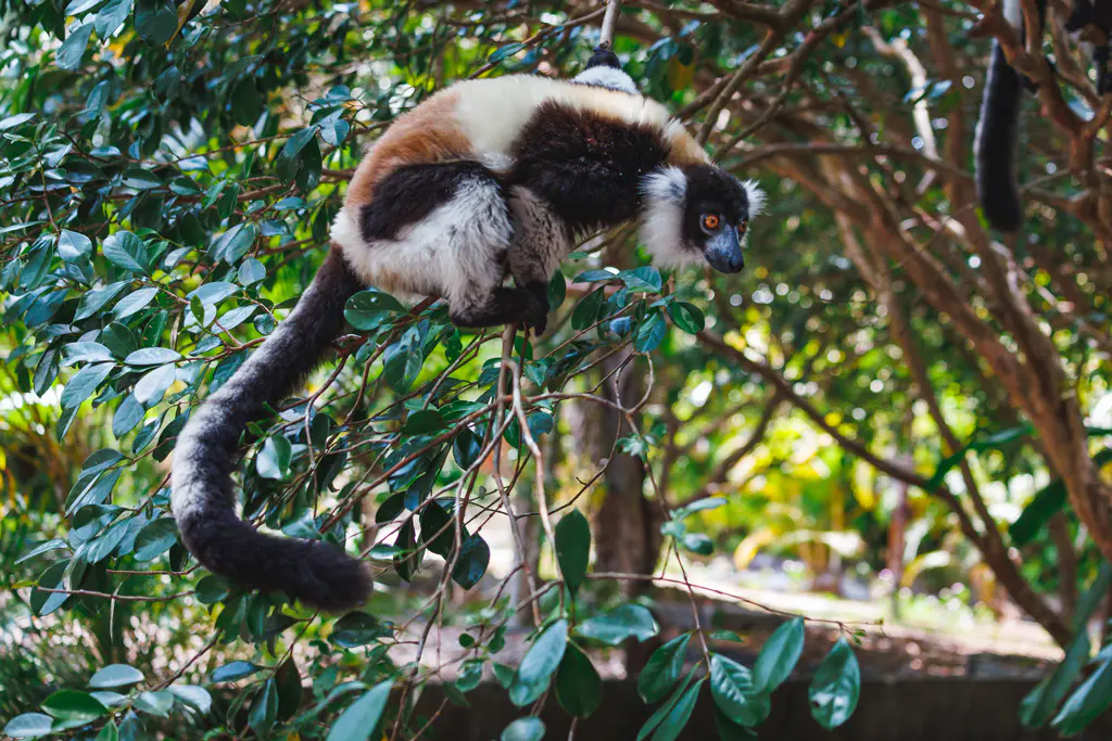 Schwarz-Weisser Vari im Akanin´ny Nofy Palmarium Reservat auf Madagaskar