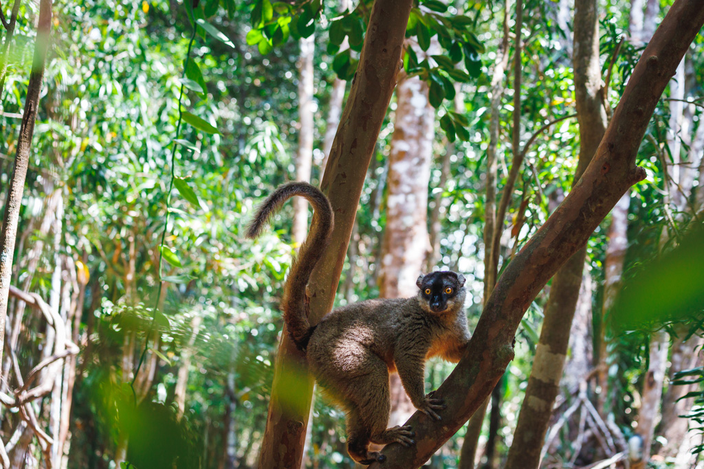 Schwarzkopfmaki-Madagaskar-Akanin-ny-Nofy-Reservat