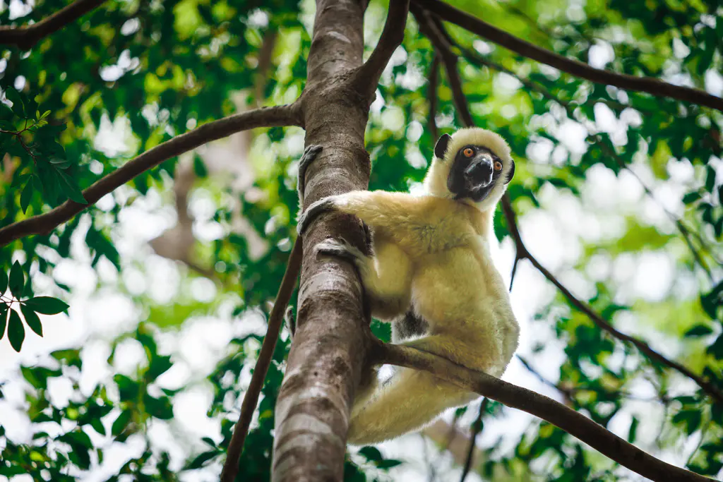 Sifaka Madagaskar