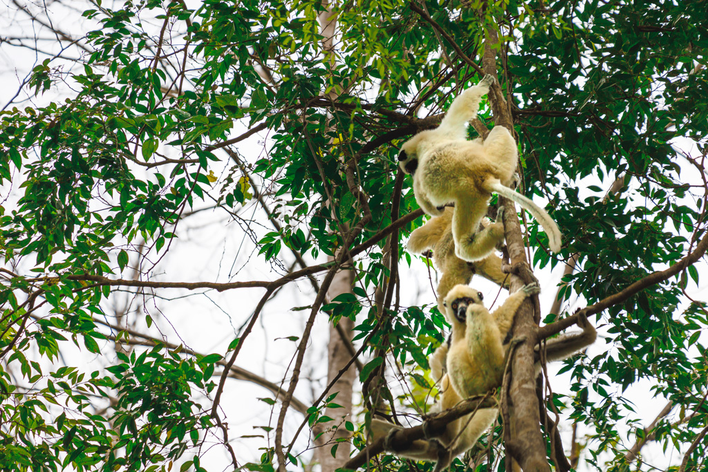 Sifakas im Bemaraha Nationalpark