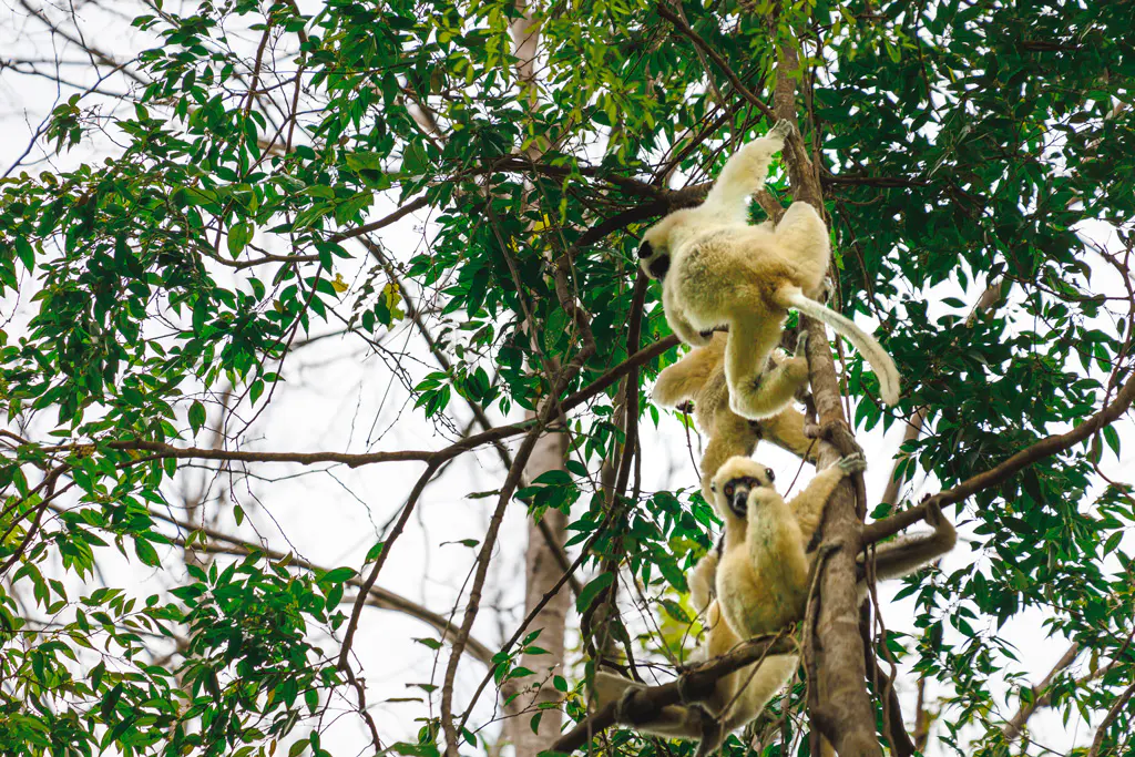 Sifakas im Bemaraha Nationalpark