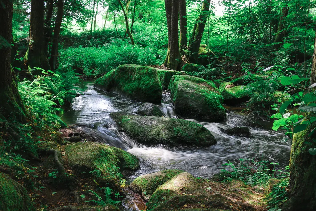 
Höllbach-im-Naturschutzgebiet-Hölle-Sommer