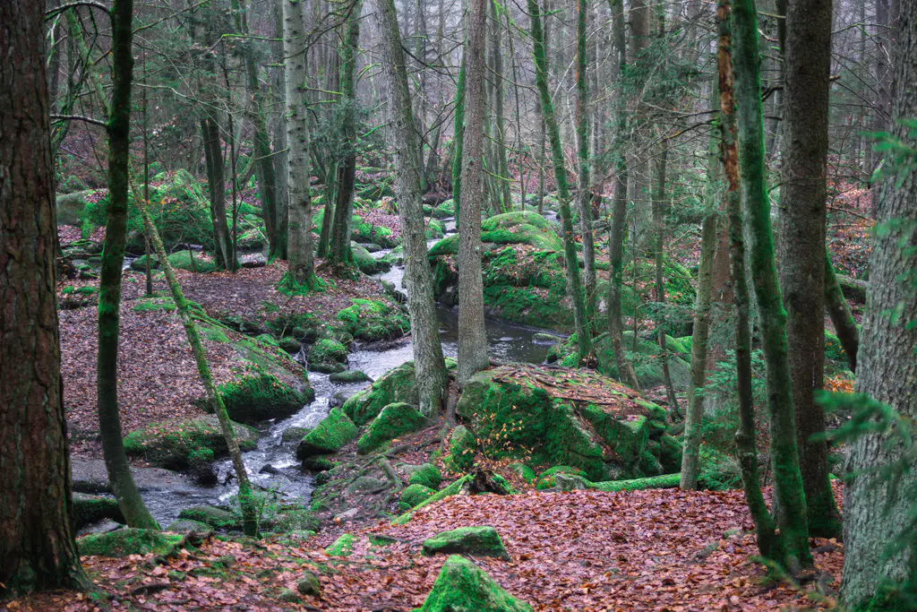 Bachlauf des Höllbaches im Naturschutzgebiet Hölle