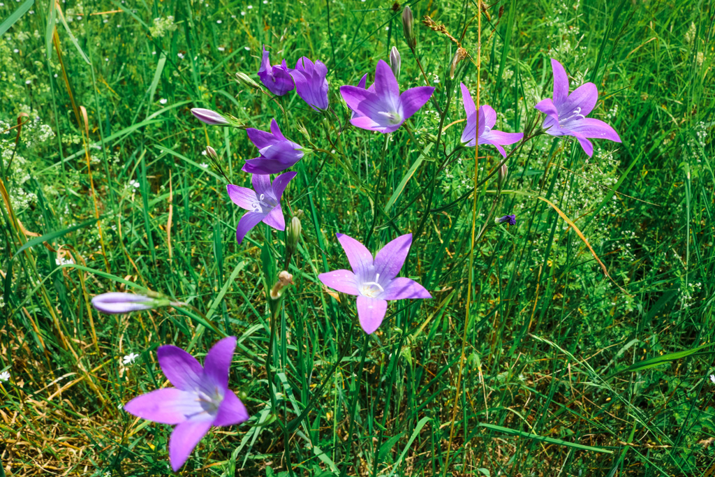 Wiesenglockenblume im Naturschutzgebiet Hölle bei Rettenbach