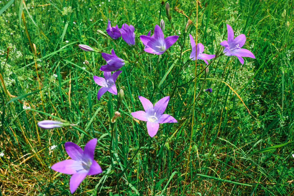 Wiesenglockenblume im Naturschutzgebiet Hölle bei Rettenbach

