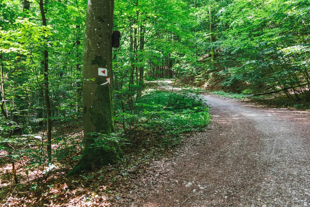 Waldweg-Donauroute