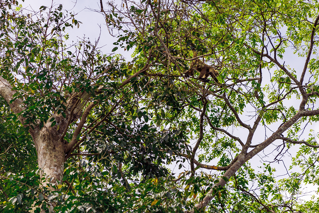 Brüllaffe Nationalpark Tortuguero