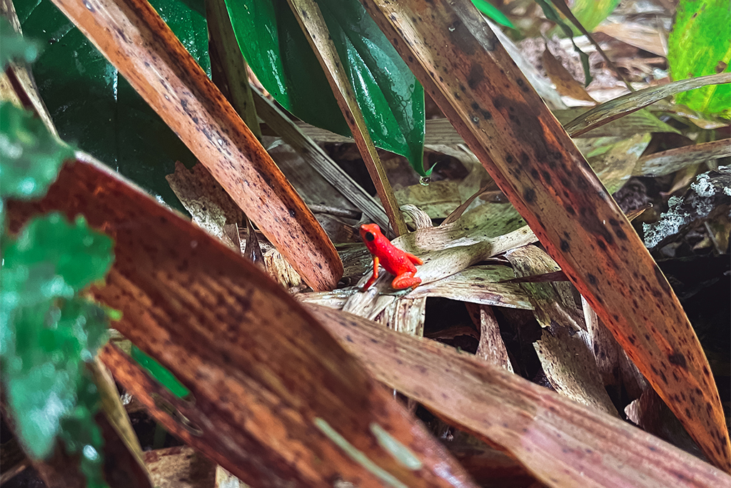 Erdbeerfrosch, Pfeilgiftfrosch Kanäle von Tortuguero
