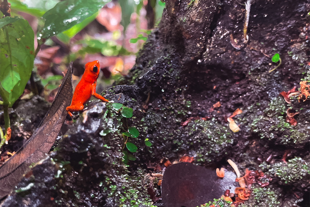 Erdbeerfrosch im Nationalpark Tortuguero Costa Rica