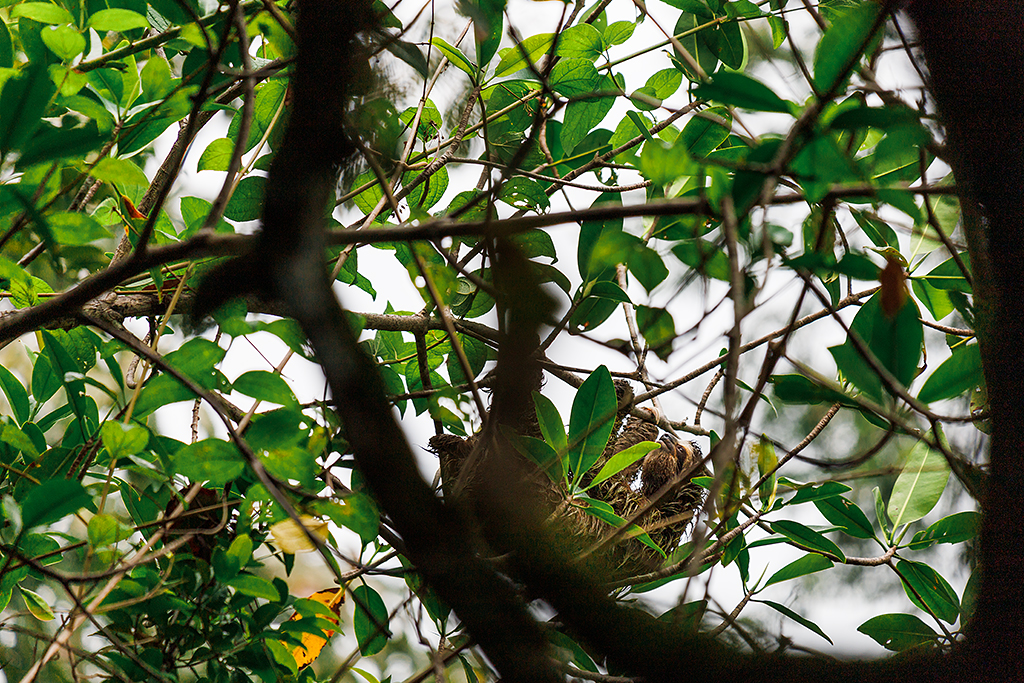 Faultier-Kanaele-von-Tortuguero