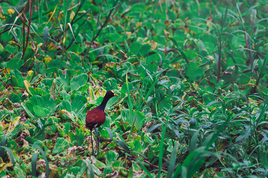 Gelbstirnblatthühnchen auf den Kanälen von Tortuguero