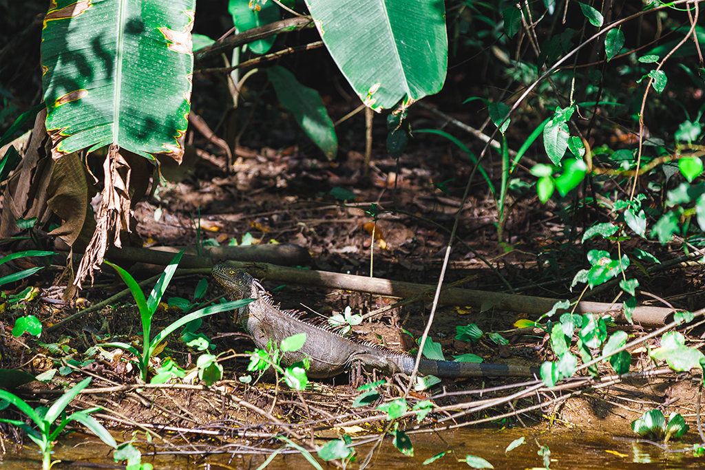 Grüner Leguan Tortuguero