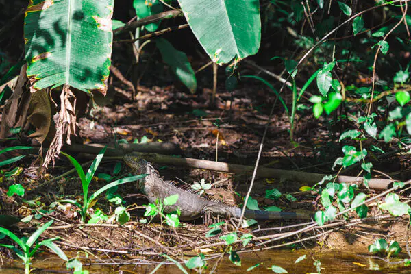 Grüner-Leguan-Costa-Rica