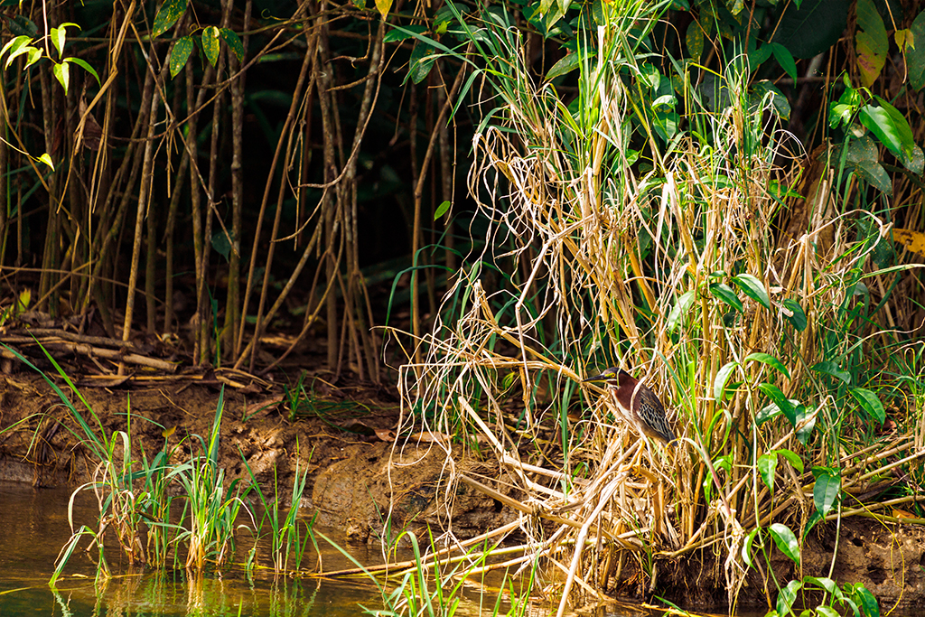 Grünreiher-im-Nationalpark-Tortuguero