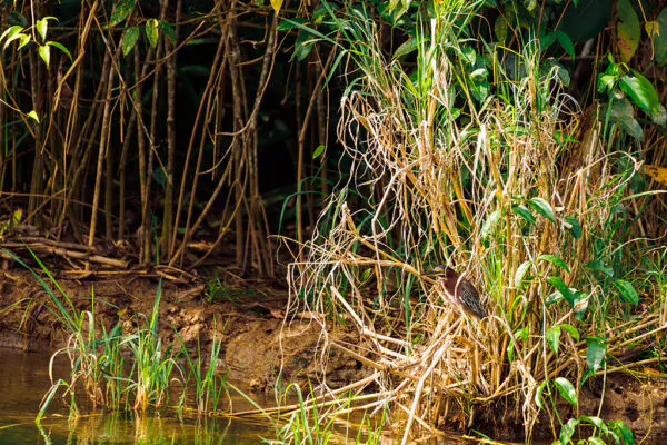 Grünreiher-im-Nationalpark-Tortuguero