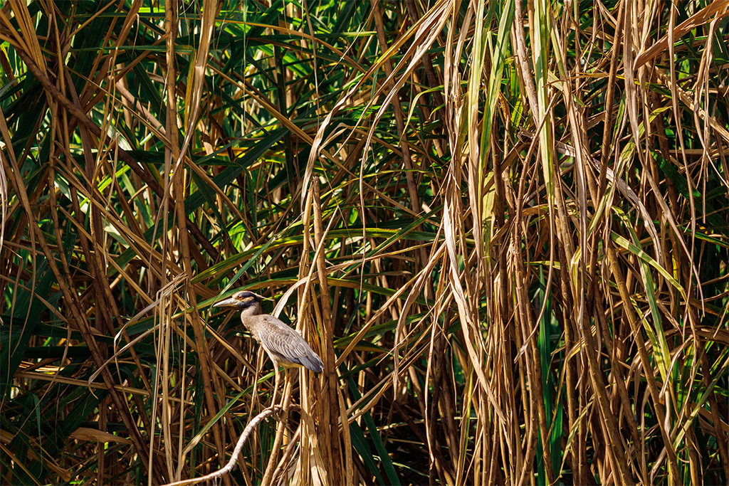 Krabbenreiher Kanäle von Tortuguero