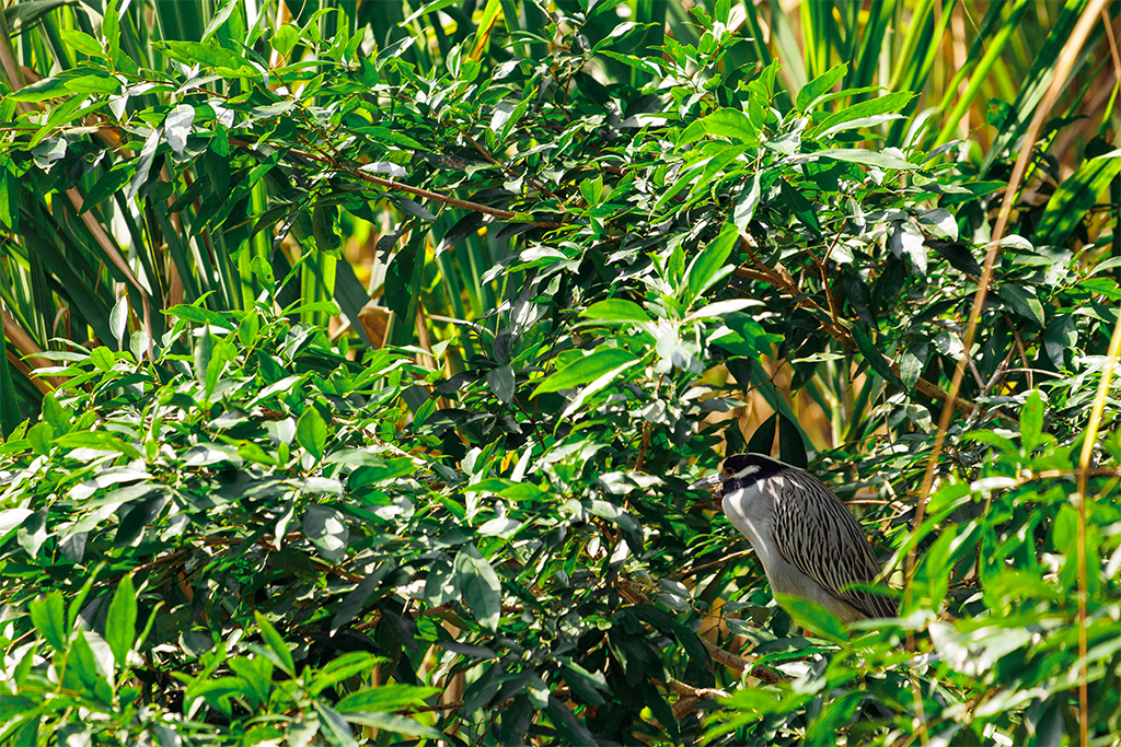 Costa-Rica-Krabbenreiher