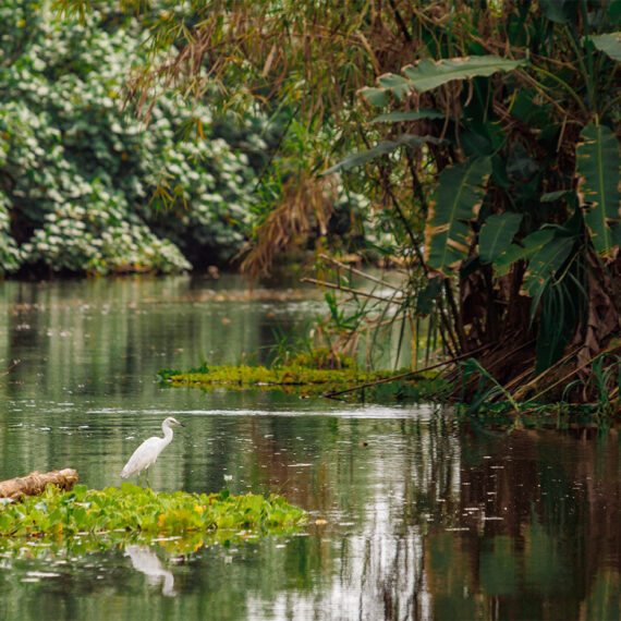 Kanäle-von-Tortuguero-Costa-Rica-Silberreiher.