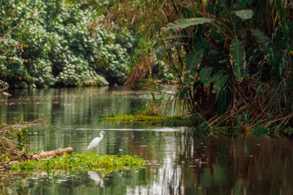 Kanäle-von-Tortuguero-Costa-Rica-Silberreiher.