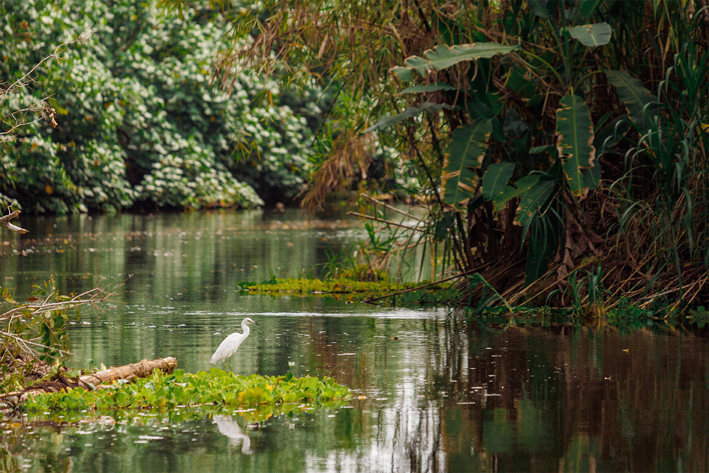 Kanäle-von-Tortuguero-Costa-Rica-Silberreiher.