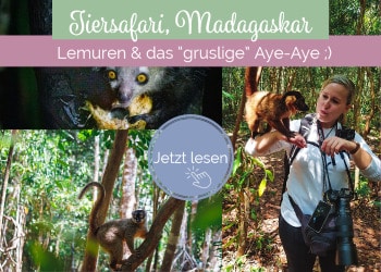 Madagaskar-Lemuren-Aye-Aye