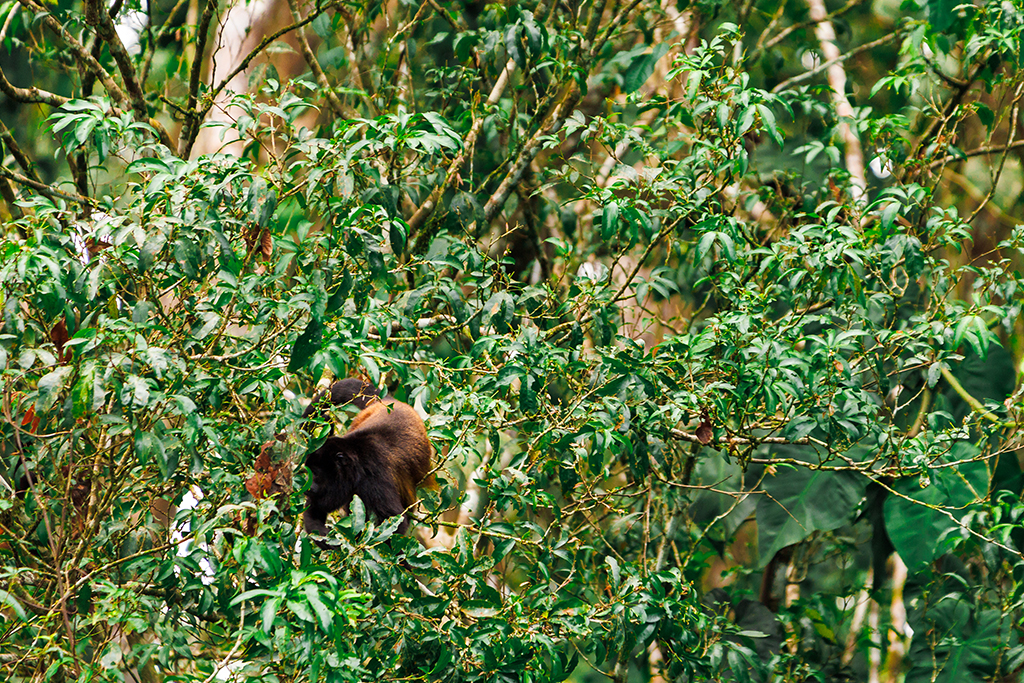 Mantelbrüllaffe-Kanäle-von-Tortuguero