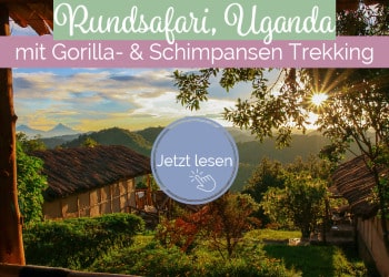 Rundsafari-Uganda-mit-Gorilla-und-Schimpansen-Trekking