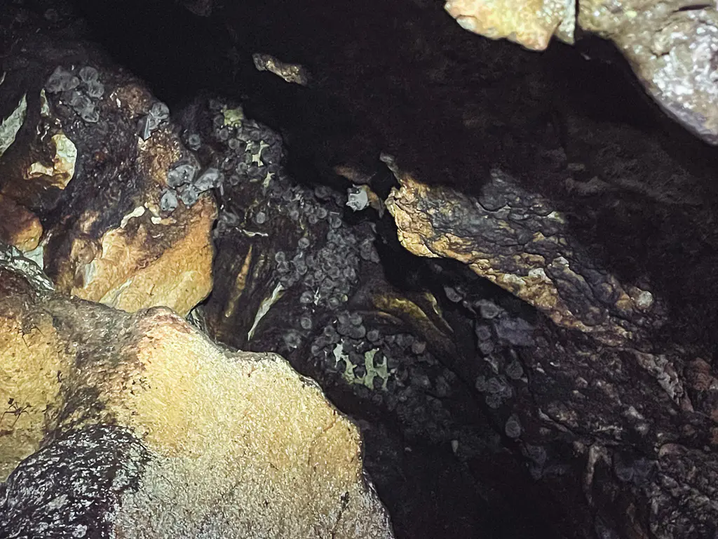 Nektarfledermäuse Bat Cave Isla Bastimentos Panama