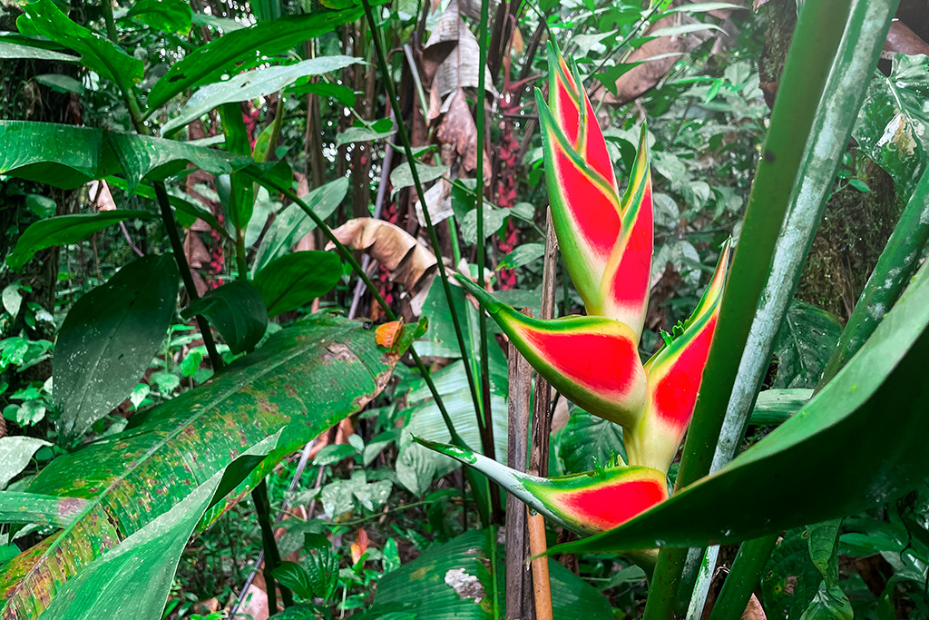 Heliconia-Rot-Gelb-Gruene-Pflanze-Panama
