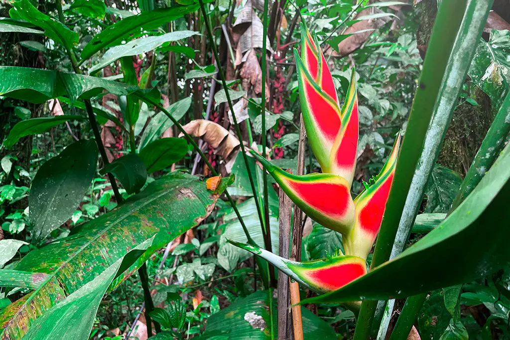 Heliconia-Rot-Gelb-Gruene-Pflanze-Panama