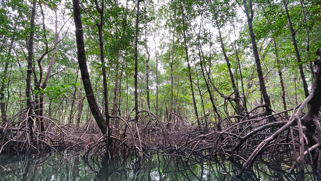 Mangroven-Bocas-del-Toro-Panama