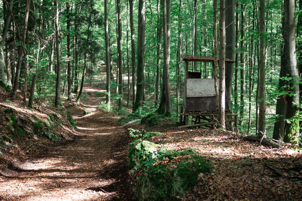 Wanderweg von der Arnsberger Leite zurück nach Arnsberg
