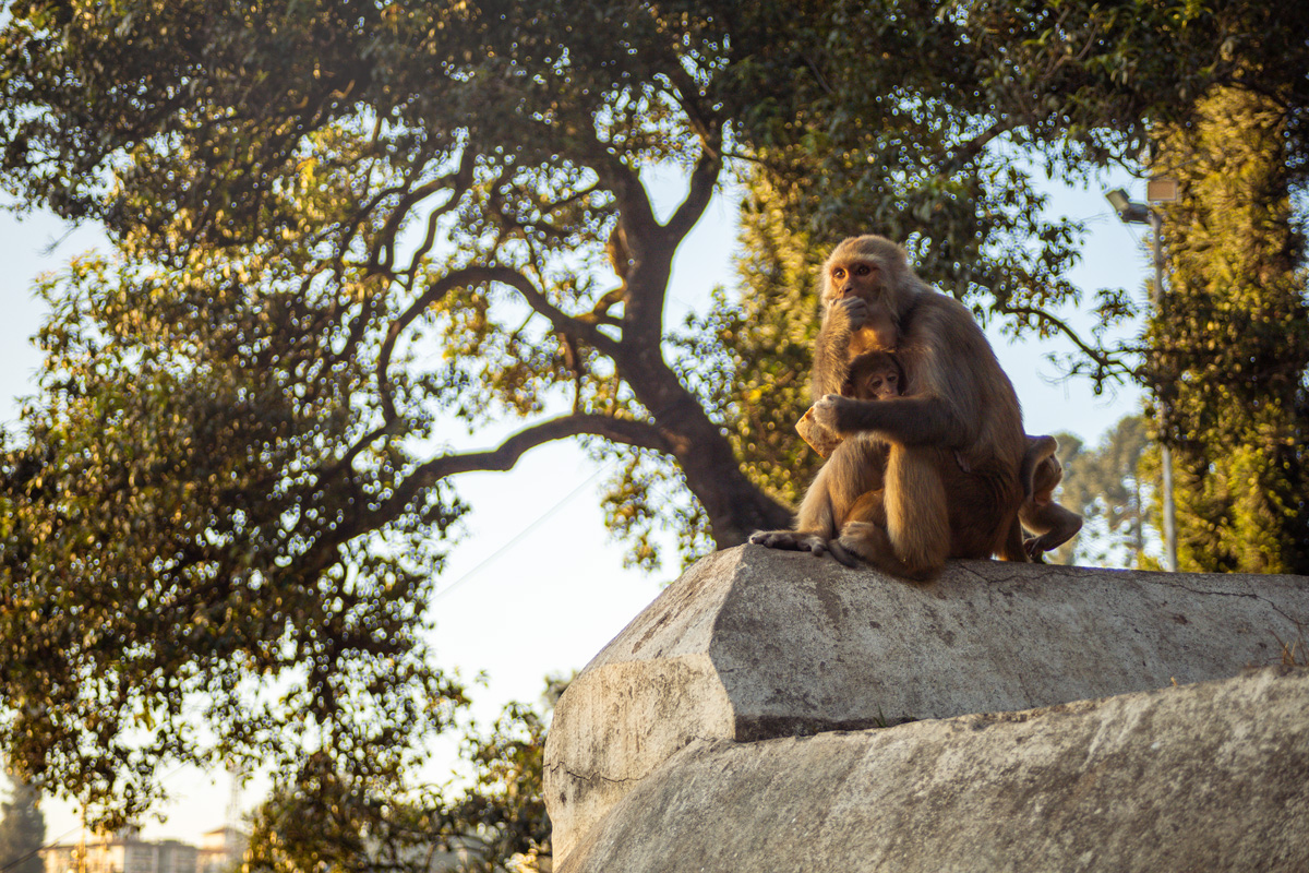 Affe am Pashupatinath Tempel