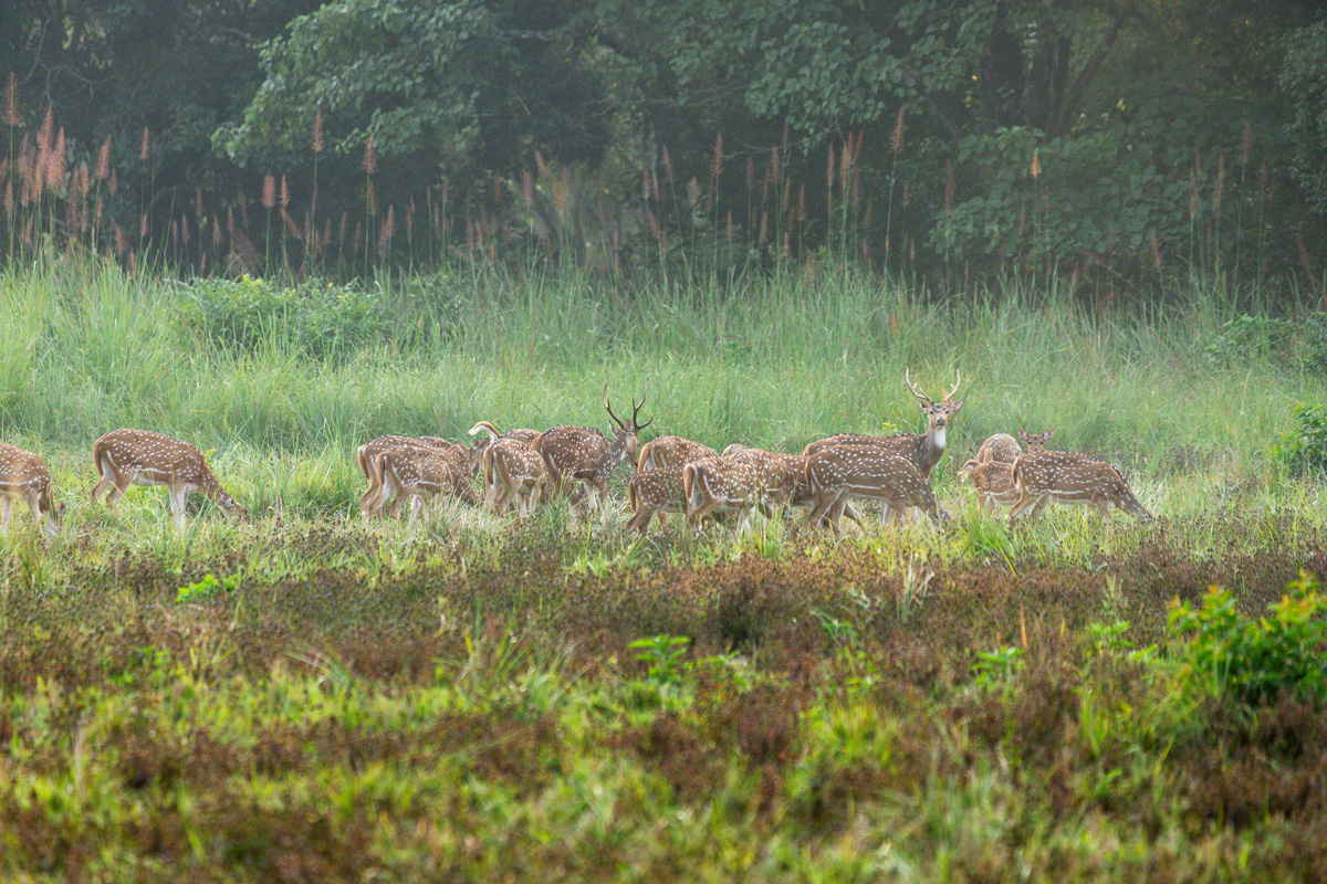 Safari im Bardia und Chitwan Nationalpark in Nepal