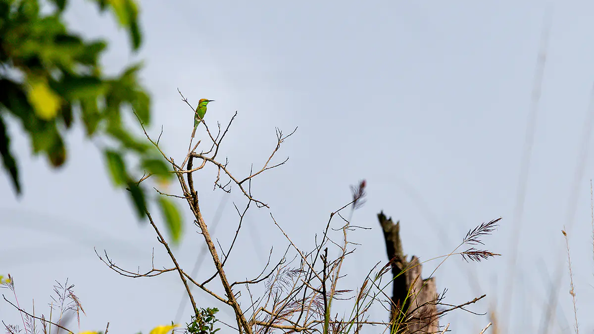 Bienenfresser Nepal