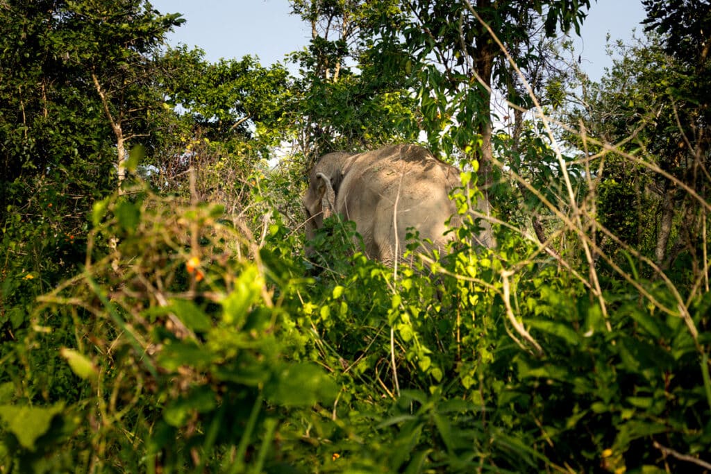 Elefant Nepal