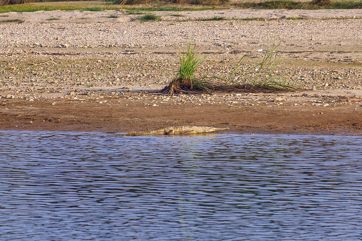 Gavial Chitwan Nationalpark