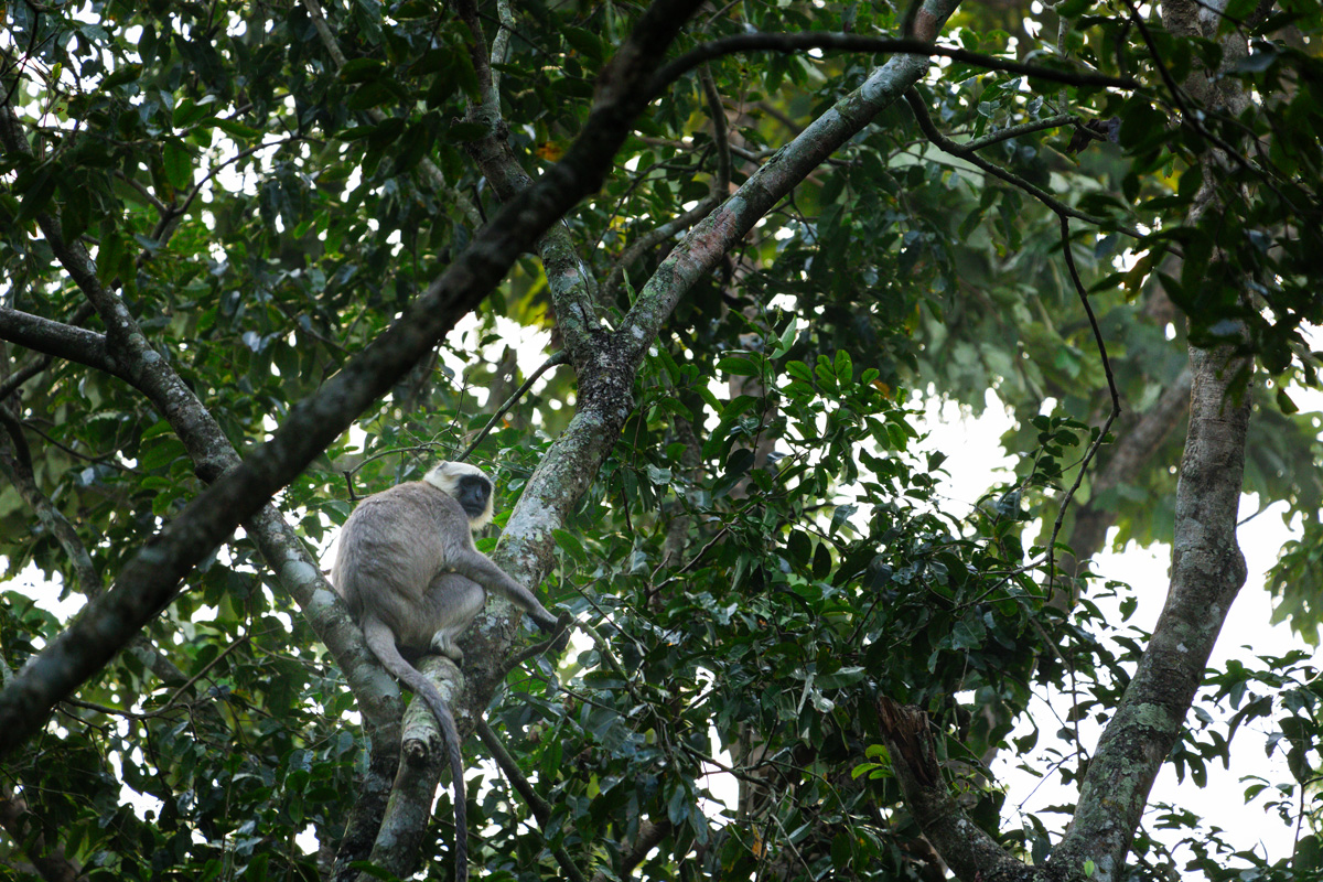 Hanuman Langur Affe mit schwarzem Kopf Nepal