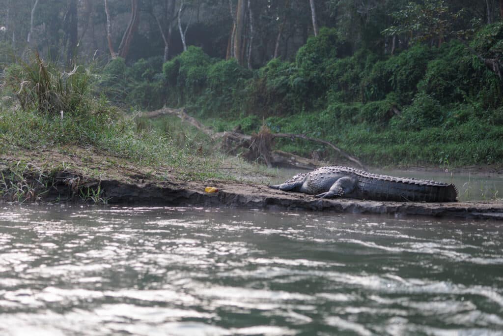 Krokodil Rapid Fluss Chitwan Nationalpark