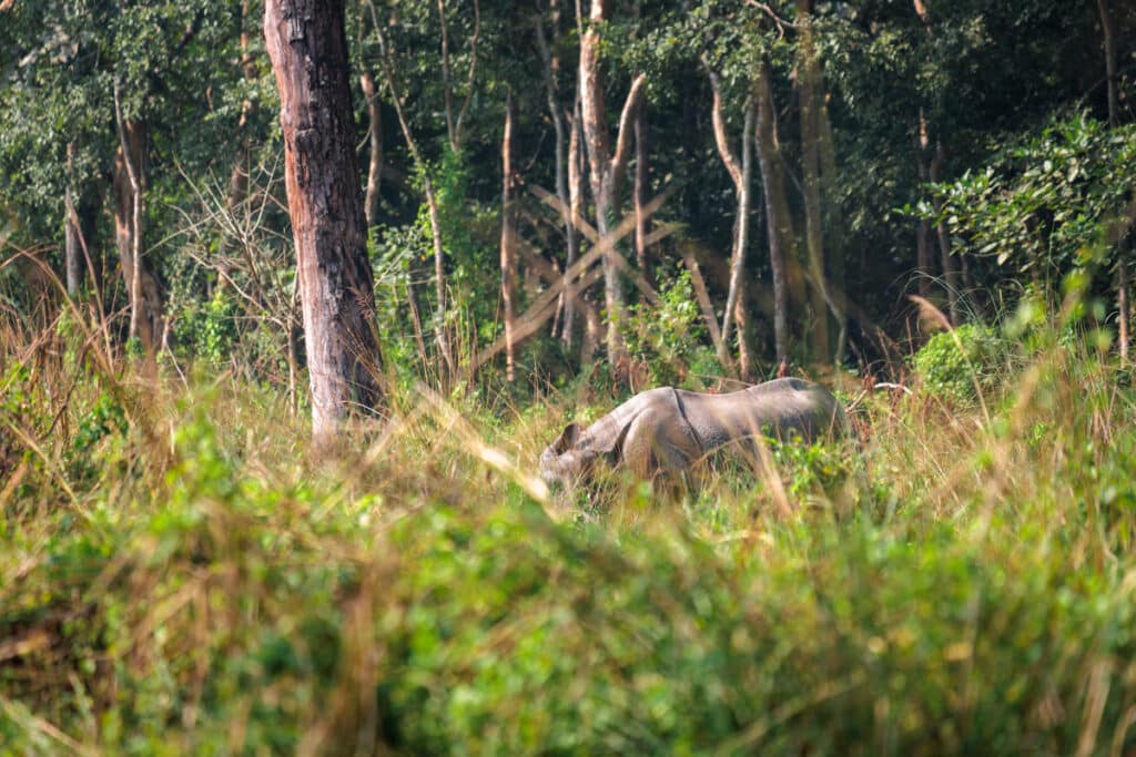 Nashorn Chitwan Nationalpark