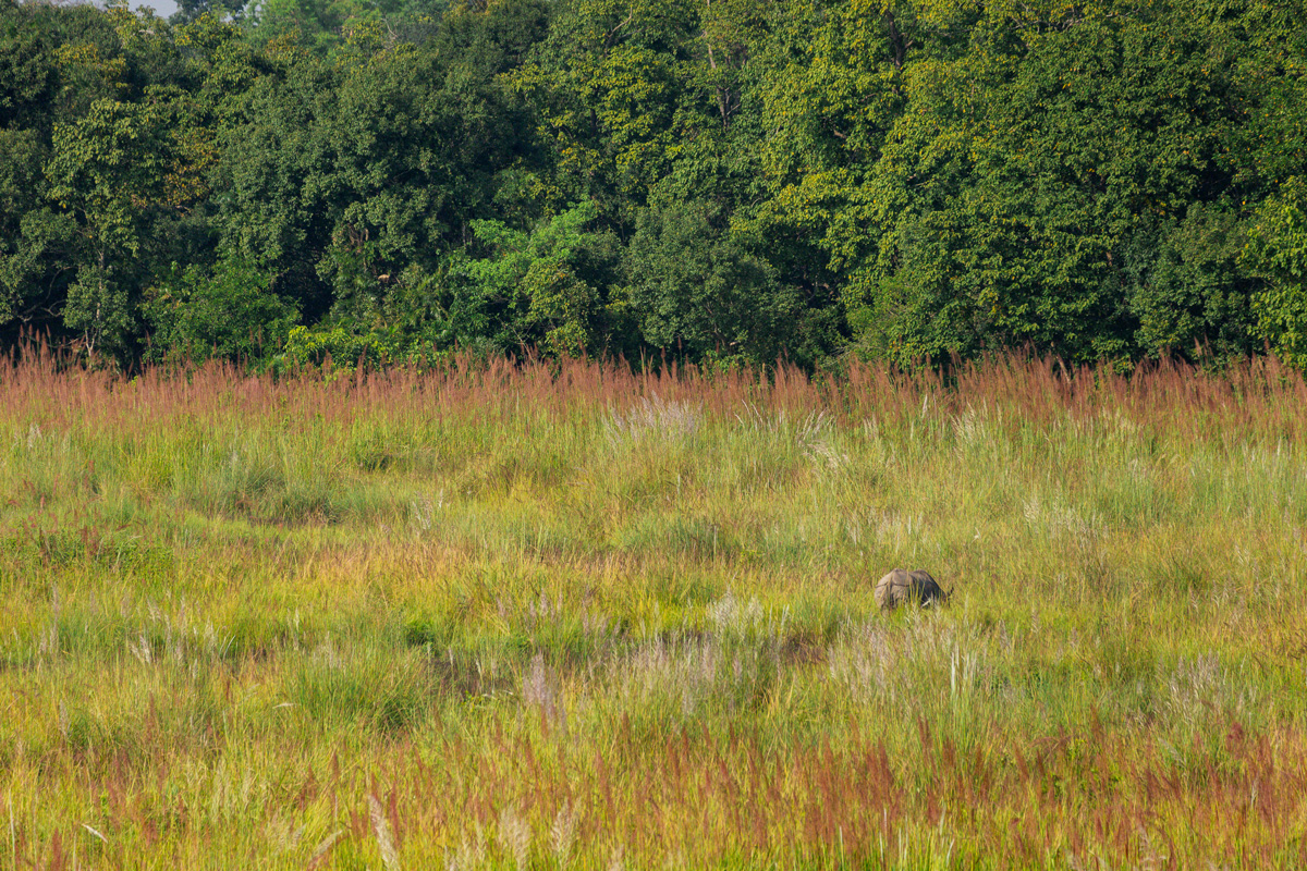 Panzernashorn im Bardia Nationalpark