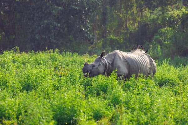 Panzernashorn Safari Chitwan Nationalpark