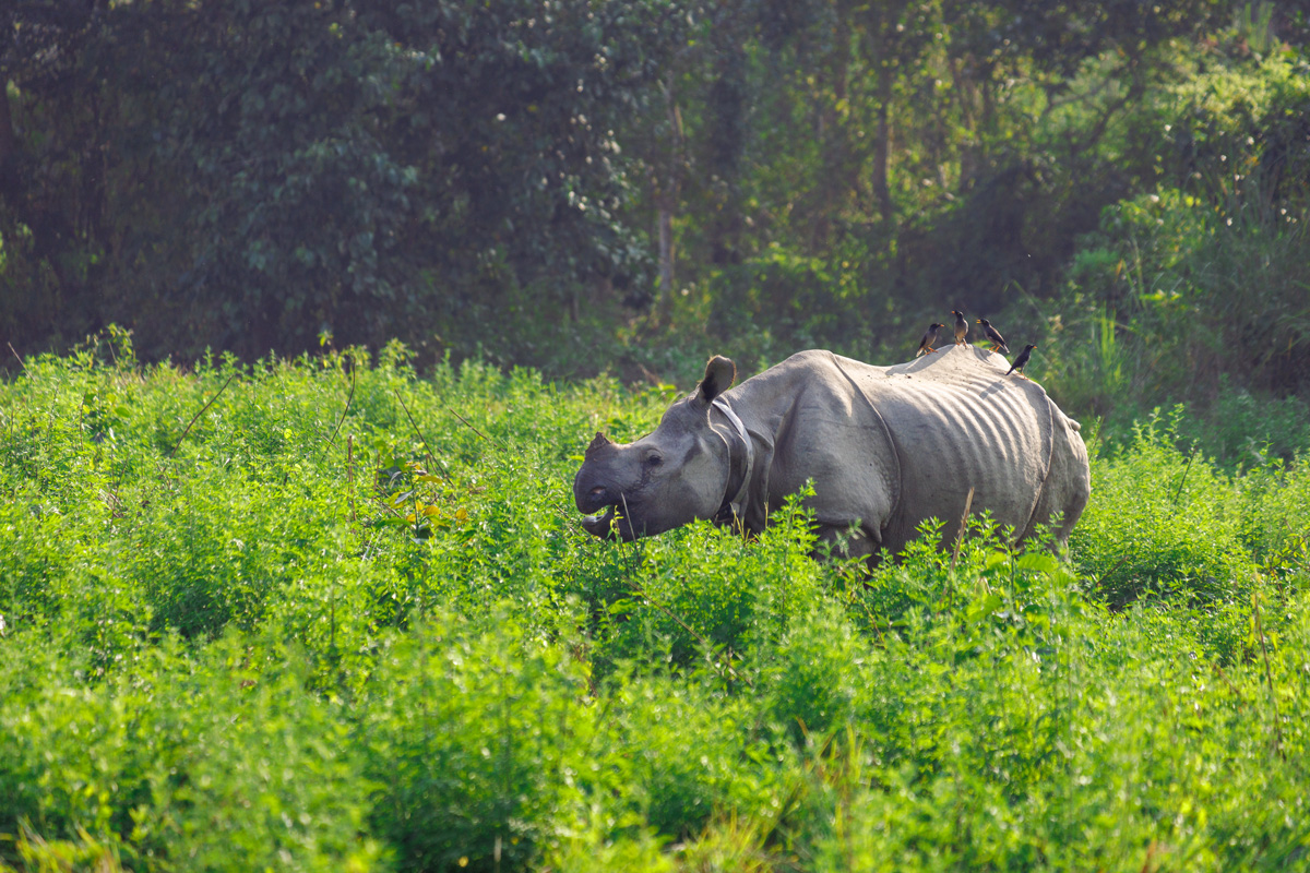 Panzernashorn Safari Chitwan Nationalpark