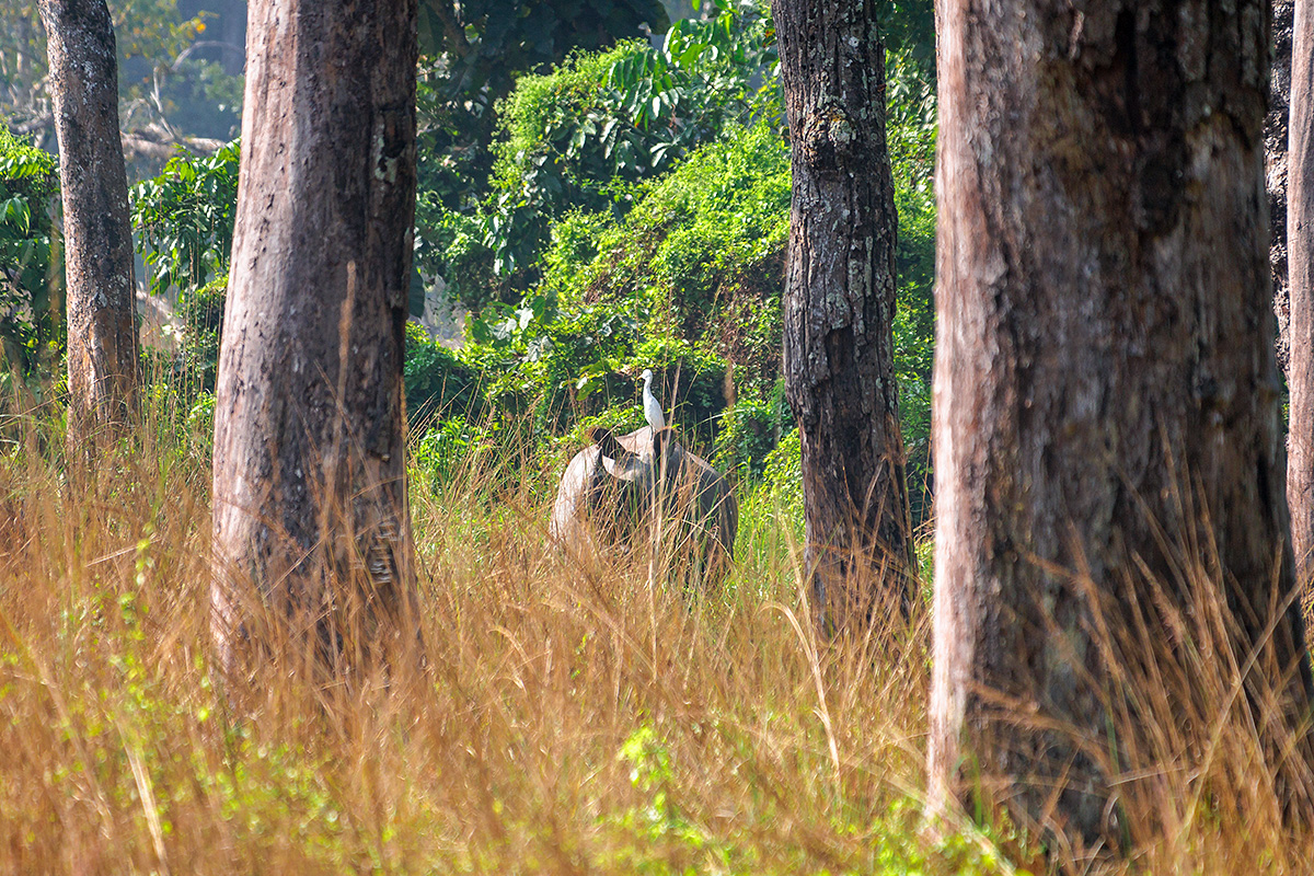 Panzernashorn Chitwan Nationalpark