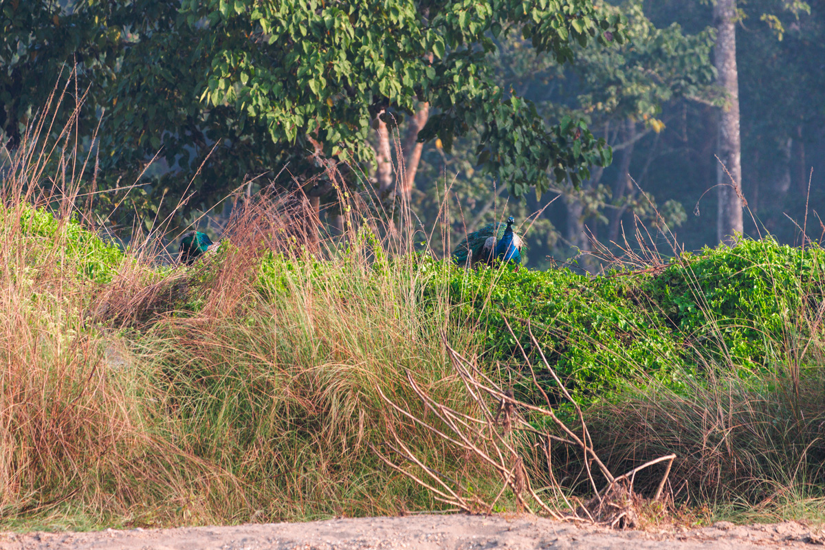 Pfau Chitwan Nationalpark